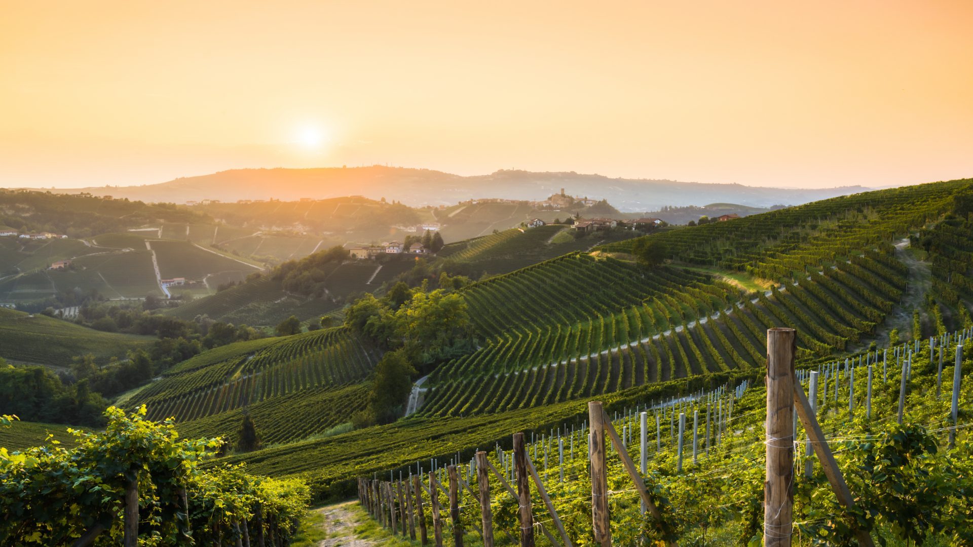 Barolo vineyards in the Langhe wine-making region, Piemonte, Italy. Photo: Marco Bottigelli/Getty