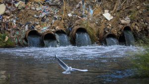 A bird flies above Tigris River, heavily polluted due to chemical waste and garbage dump in Baghdad, Iraq. Photo: Murtadha Al-Sudani/Anadolu Agency via Getty Images