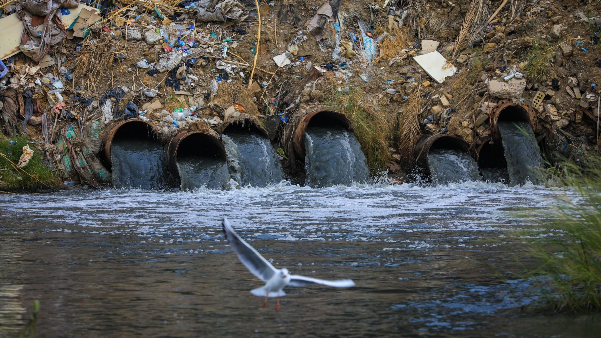 A bird flies above Tigris River, heavily polluted due to chemical waste and garbage dump in Baghdad, Iraq. Photo: Murtadha Al-Sudani/Anadolu Agency via Getty Images