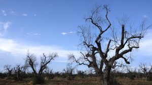 A desiccated olive tree affected by Xylella fastidiosa in Apulia, Italy. Photo: Leonello 
Bertolucci/Getty