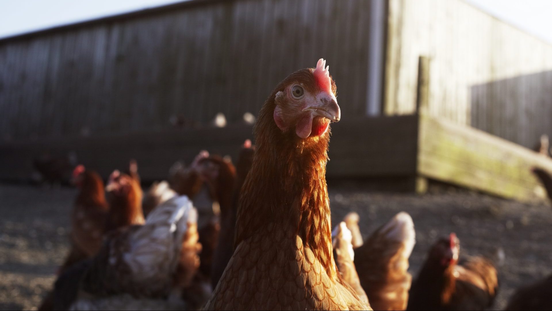Free-range chicken on a farm on Cornwall. Image: Getty