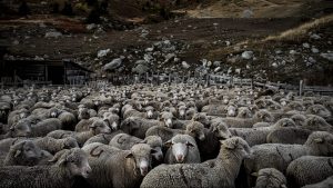 A flock of sheep are gather in a park for the night, on October 13, 2018, in the mountains near the Col du Glandon, in the French Alps. Photo: JEFF PACHOUD/AFP via Getty Images