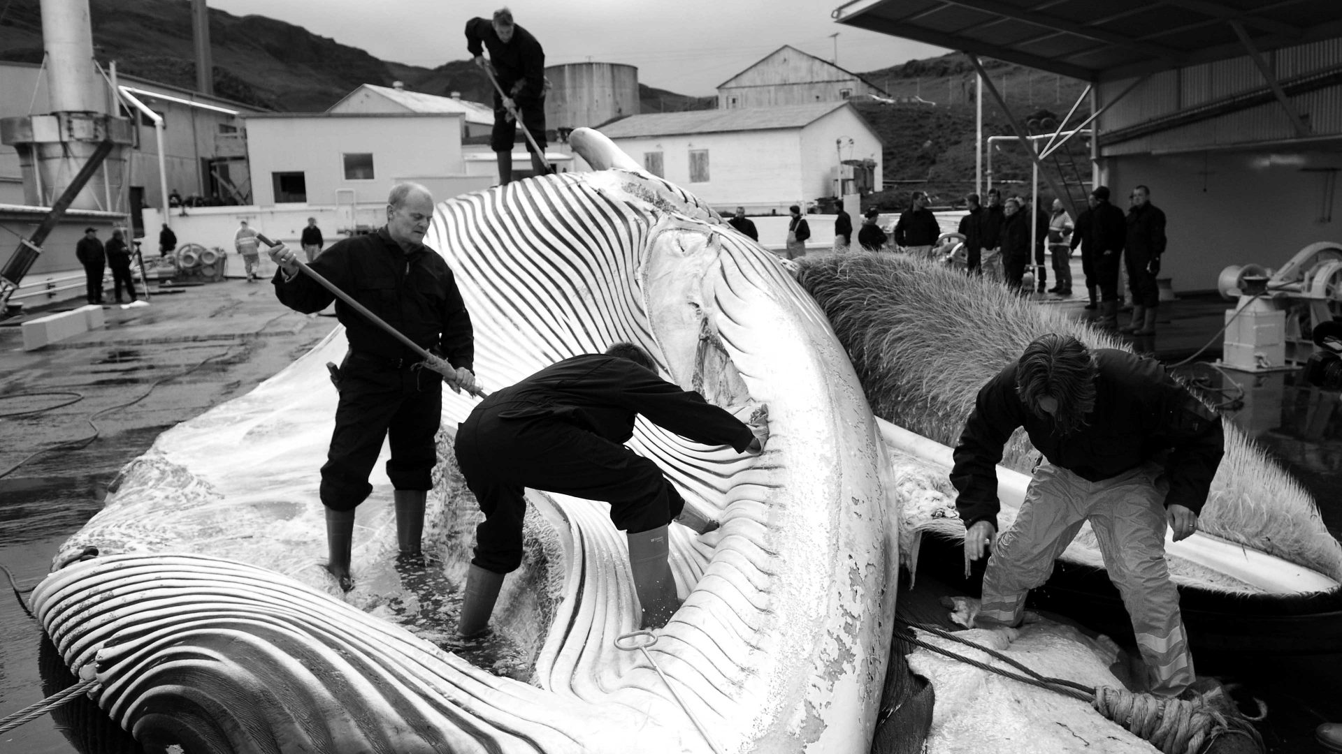 Icelandic whalers cut open a 35-tonne fin whale, one of two fin whales caught aboard a Hvalur boat off the coast of Hvalfjsrour, north of Reykjavik, on the western coast of Iceland. Photo: HALLDOR KOLBEINS/AFP via Getty Images