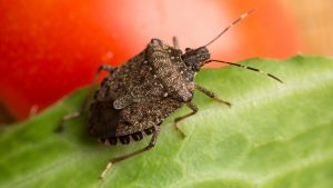 Halyomorpha halys, the brown marmorated stink bug, which has colonised much of northern Italy and has also been found in the south of England. Photo: Edwin Remsburg/VW Pics/Getty