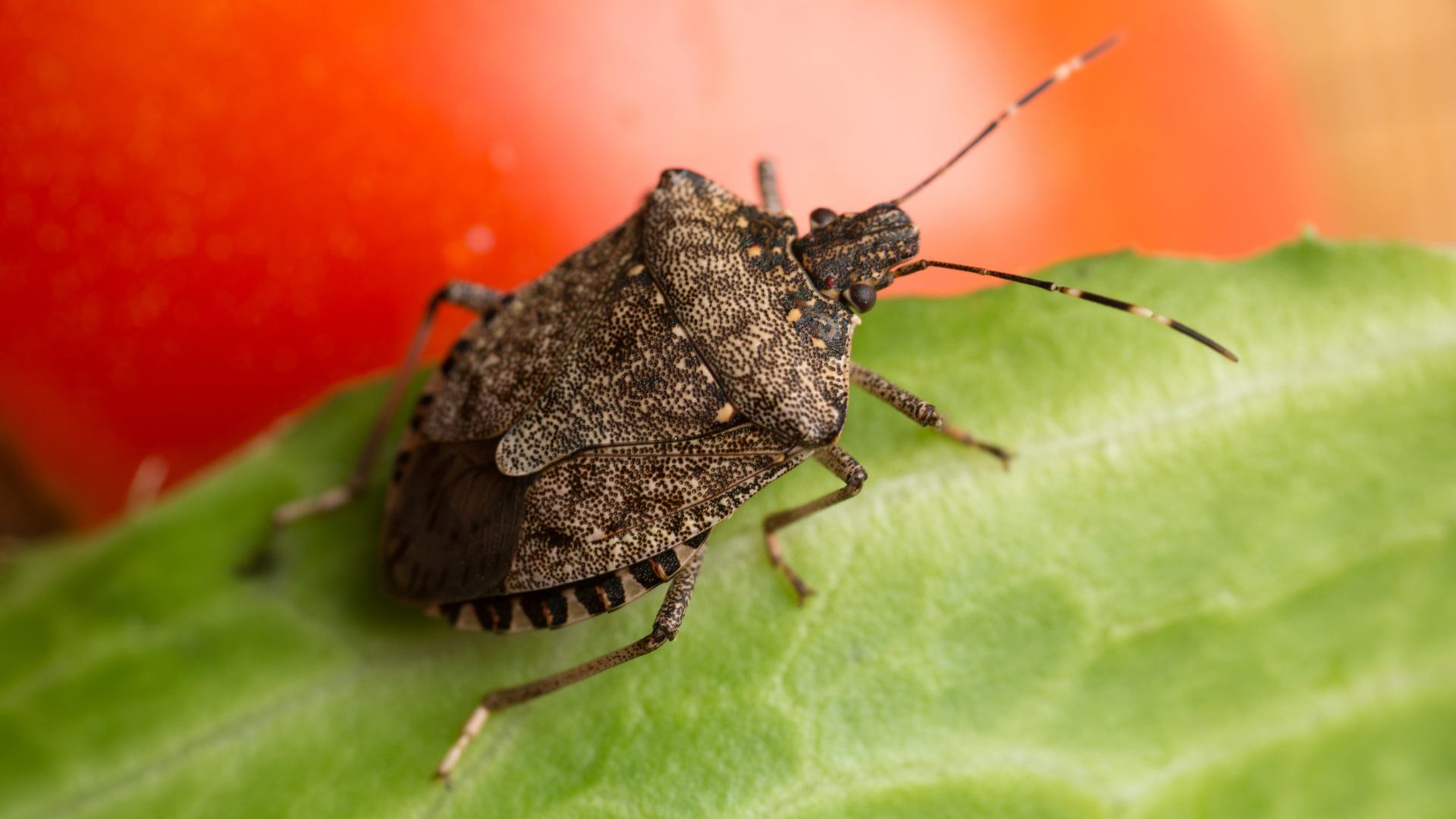 Halyomorpha halys, the brown marmorated stink bug, which has colonised much of northern Italy and has also been found in the south of England. Photo: Edwin Remsburg/VW Pics/Getty