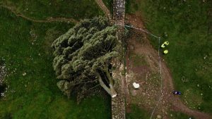 An aerial view of the felled Sycamore Gap tree on Hadrian's Wall, near Hexham, Northumberland. Photo: Oli Scarff/AFP/Getty