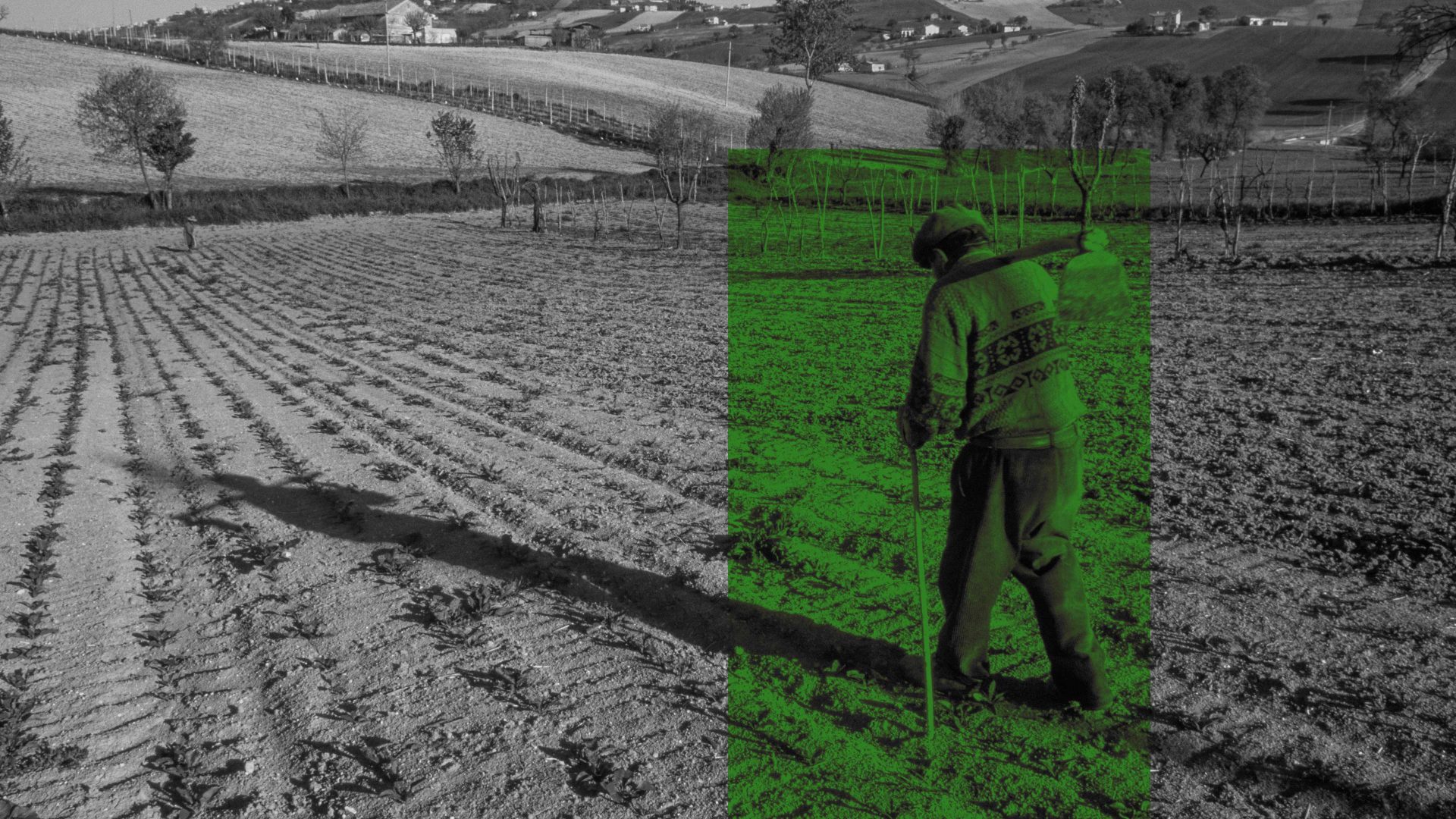 Peasant at work in the fields near Recanati, Marche, Italy. Montage: The New European/Getty