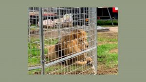 The lion Kimba, 8, from the Rony Roller circus is seen behind fences in Ladispoli. Photo: SONIA LOGRE/AFP via Getty Images