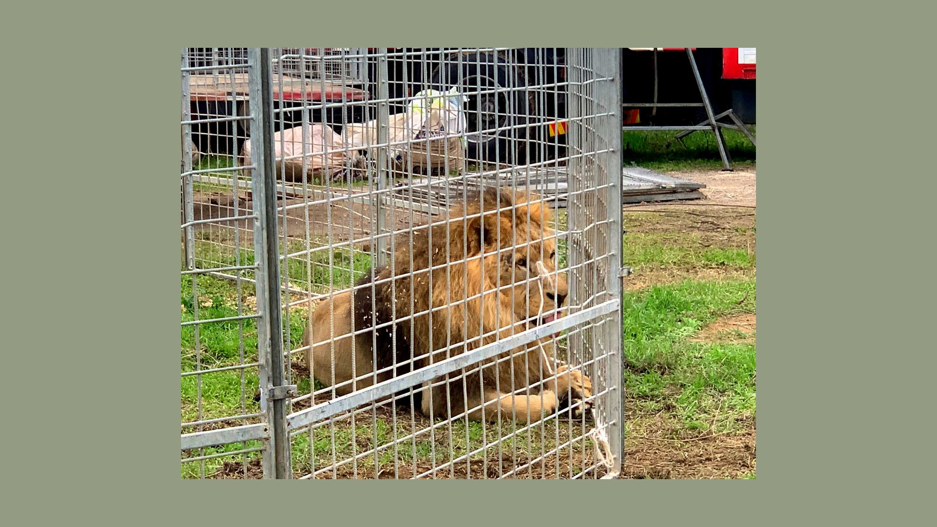 Quando il circo (e il leone) arrivarono in città in Italia