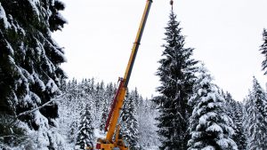 ‘The Queen of the Forest’ is sacrificed yearly by the Norwegians for the ‘special relationship’ with the UK. Photo: Cornelius Poppe/AFP/Getty