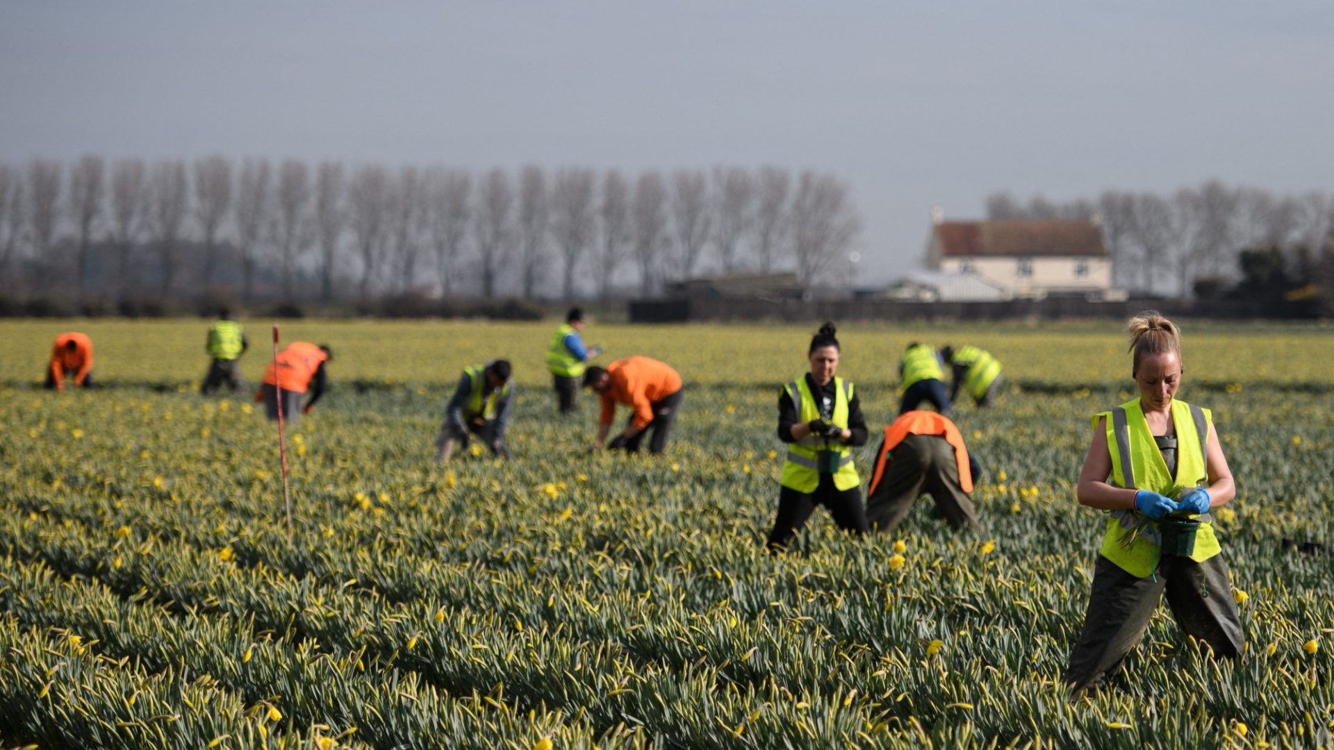 Migrant workers from Romania harvest daffodils in Lincolnshire. The UK needs immigration but the Tories’ latest plans are based on appeasing the far right, not what is best for the country. Photo: Oli Scarff/AFP/Getty