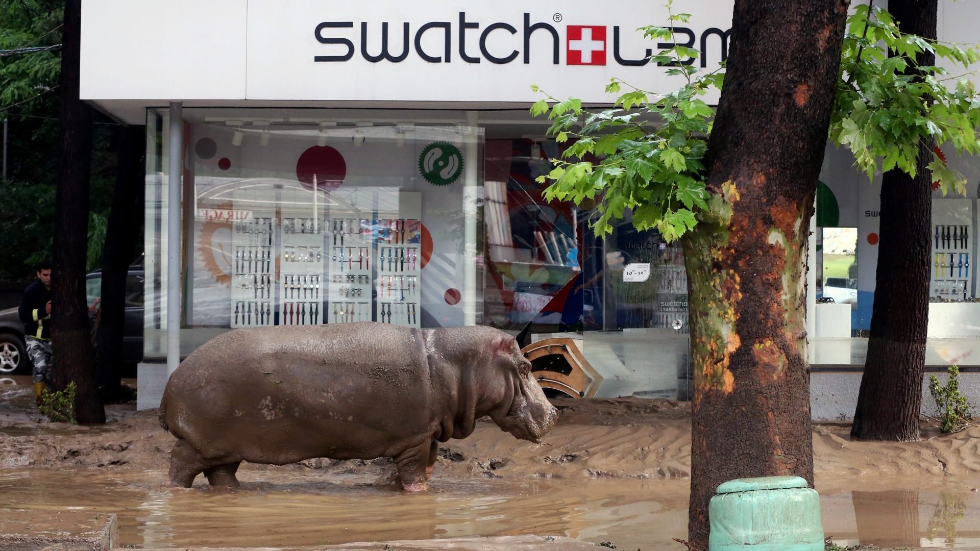 A hippopotamus walks along a submerged street in Tbilisi, June 2015, after flash floods displaced animals from the city’s zoo. Photo: AFP/Beson Gulashvili/Getty