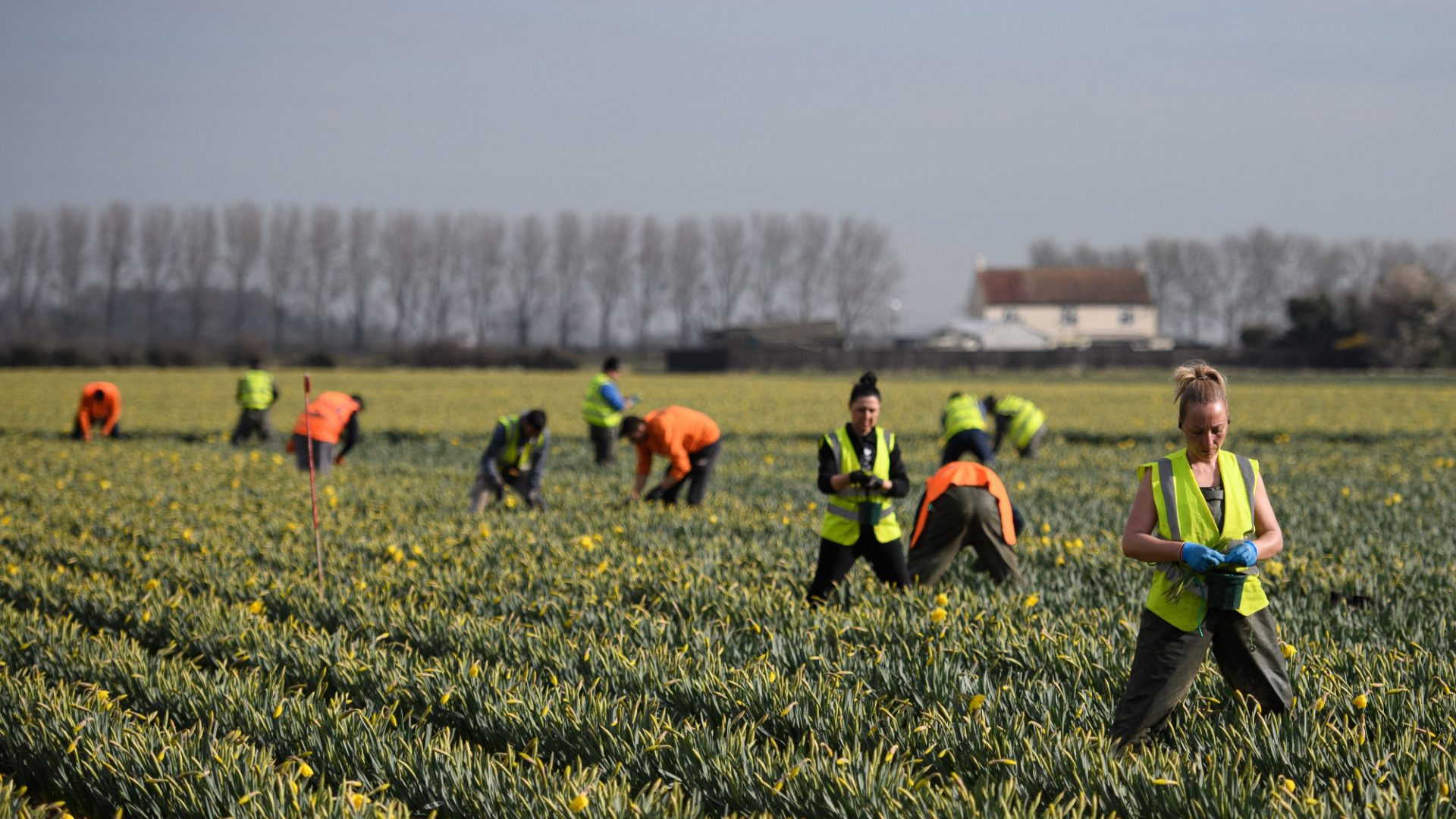 Migrant workers from Romania harvest daffodils near Holbeach in Lincolnshire. Photo: Oli Scarff/AFP/Getty