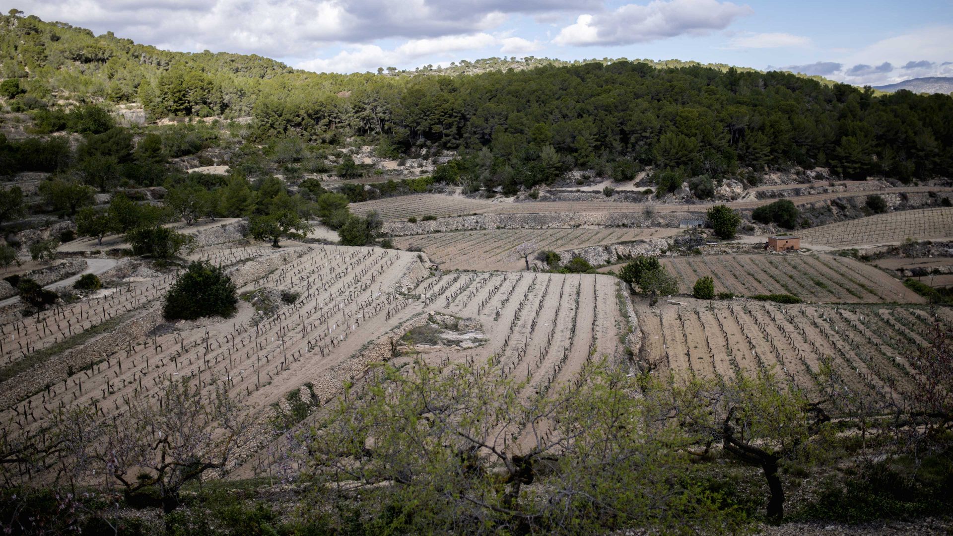 Farmers pray for relief from the ongoing drought in the rural town of Albinyana, in Catalonia's famous Penedes wine region. Photo: Lorena Sopena/Anadolu via Getty Images