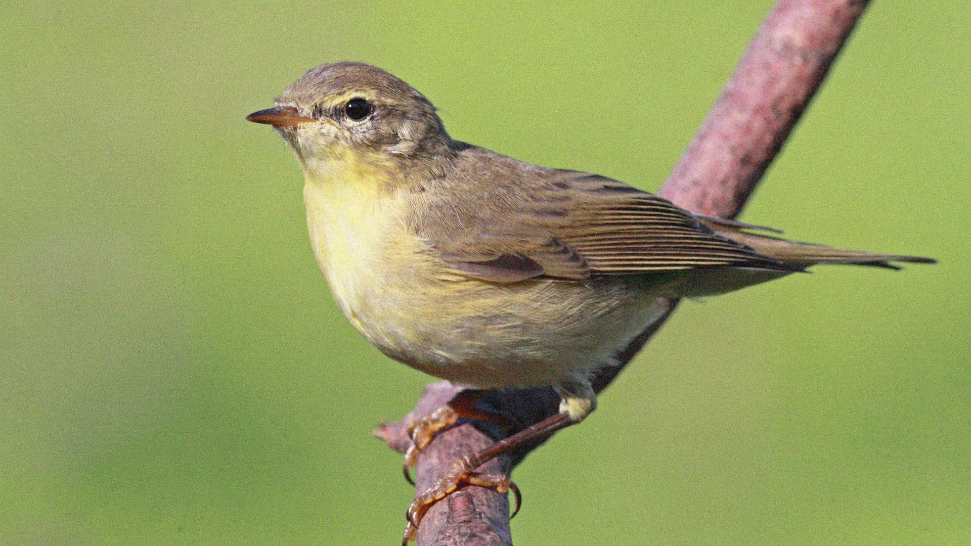 "If birds can have freedom of movement, why can’t I?" Photo: © 2010 Grant Glendinning/Getty