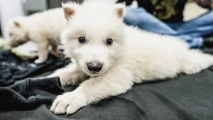 A one-month-old ‘dire wolf’ cub created by Texas-based Colossal Biosciences. Photo: USA Today